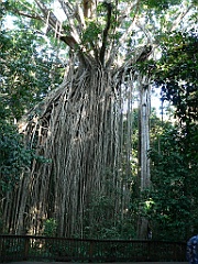 031 Curtain Fig Tree